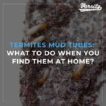 Termites Mud Tubes in Arizona