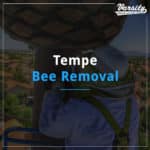 Tempe Bee Removal featured image