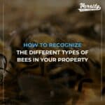 HOW TO RECOGNIZE THE DIFFERENT TYPES OF BEES IN YOUR PROPERTY