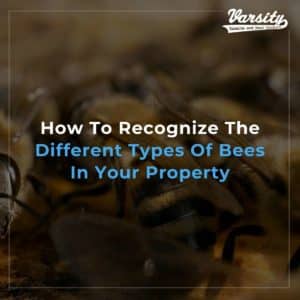 How-To-Recognize-The-Different-Types-Of-Bees-In-Your-Property