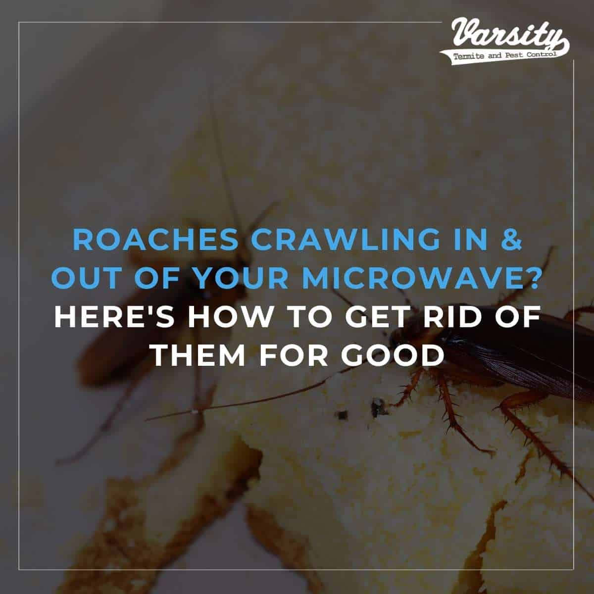 Roaches Crawling In & Out Of Your Microwave? Here's How To Get Rid Of Them For Good