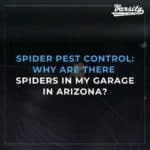 Spiders Pest Control: Why Are There Spiders In My Garage In Arizona?