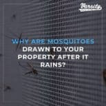 Why Are Mosquitoes Drawn To Your Property After It Rains?