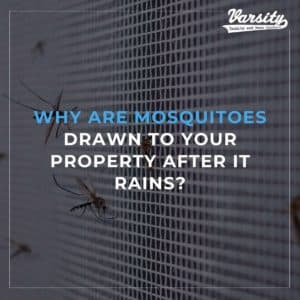 Why Are Mosquitoes Drawn To Your Property After It Rains?