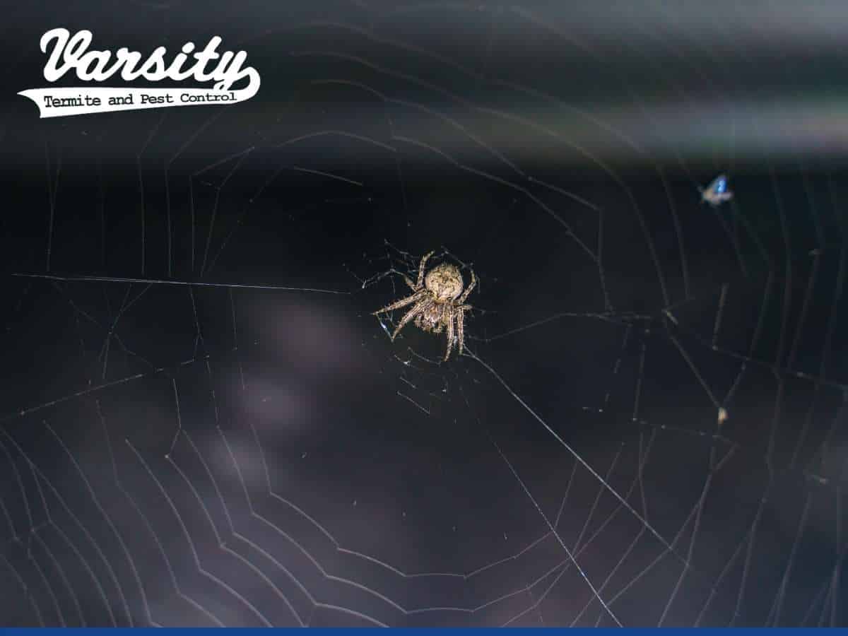 A spider invading a garage in Arizona