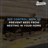 Bee Control How To Prevent Bees From Nesting In Your Home