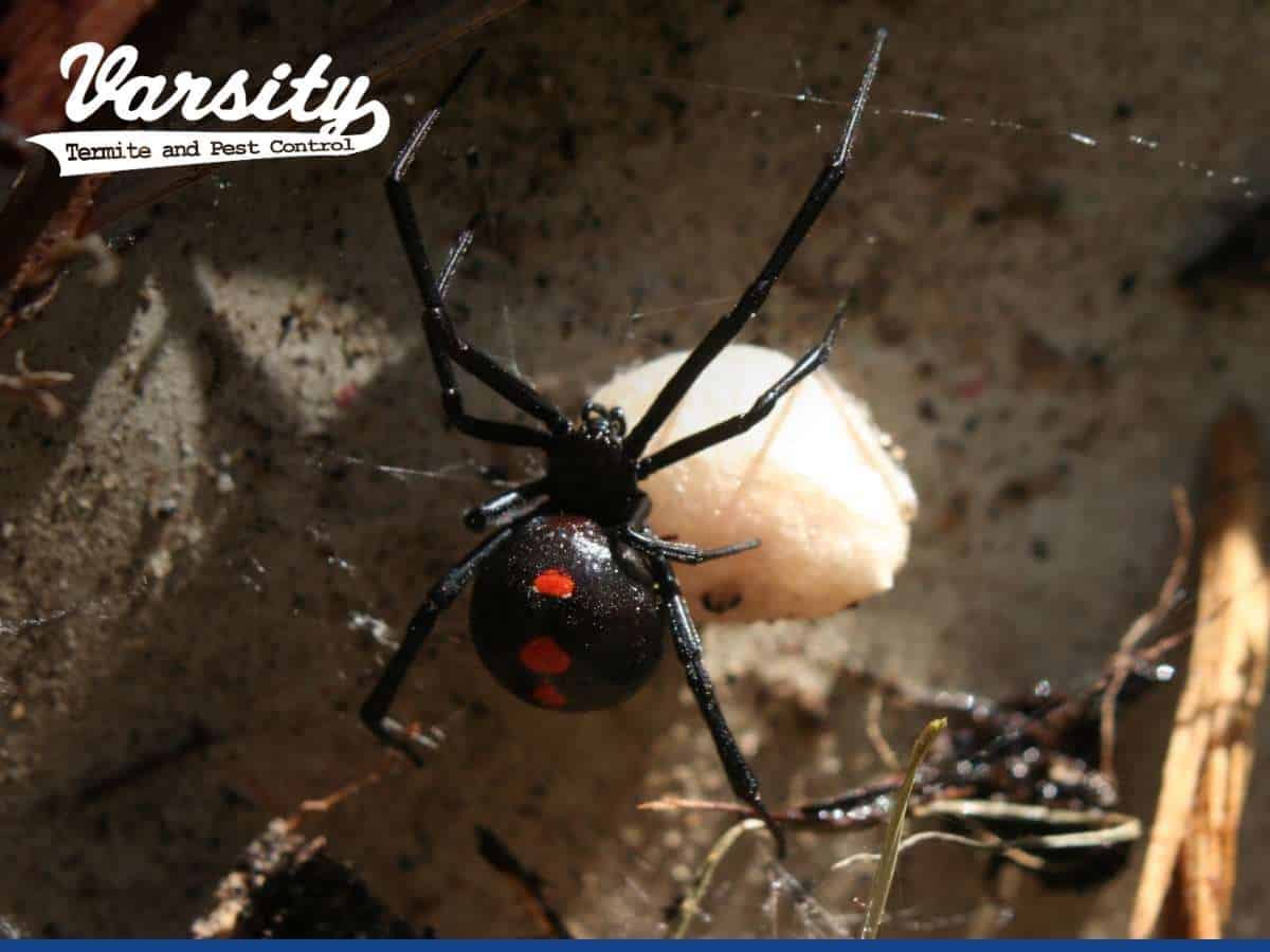 A Black Widow spider in AZ