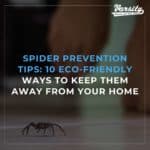 Spider Prevention Tips: 10 Eco-Friendly Ways To Keep Them Away From Your Home
