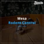 Mesa Rodent Control Services At Varsity Termite And Pest Control