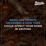 What Are Termite Swarmers & How They Could Affect Your Home In Arizona
