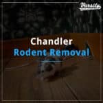 Chandler Rodent Removal Services By Varsity Termite And Pest Control