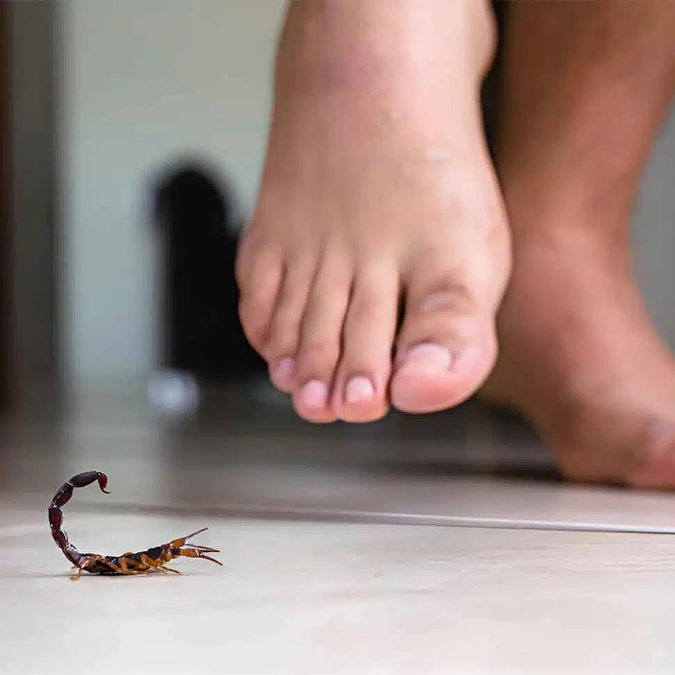 Barefoot Person Next To A Small Scorpion On The Floor