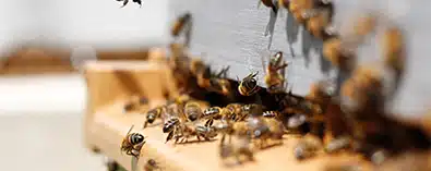 Bee Hive Pest Control With Humane Solutions