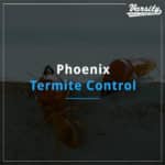 Phoenix Termite Control At Varsity Termite And Pest Control