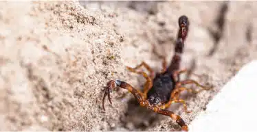 Annual Scorpion Pest Control Service In Arizona
