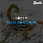 Gilbert Scorpion Control At https://varsitytermiteandpestcontrol.com/