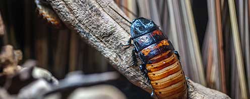 Cockroach Pest Control Solutions For Your Home In Mesa, AZ