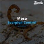 Mesa Scorpion Control At https://varsitytermiteandpestcontrol.com/