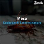 Mesa Cockroach Exterminators At https://varsitytermiteandpestcontrol.com/