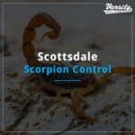 Scottsdale Scorpion Control At https://varsitytermiteandpestcontrol.com/