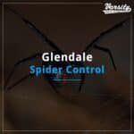 Glendale Spider Control At https://varsitytermiteandpestcontrol.com/