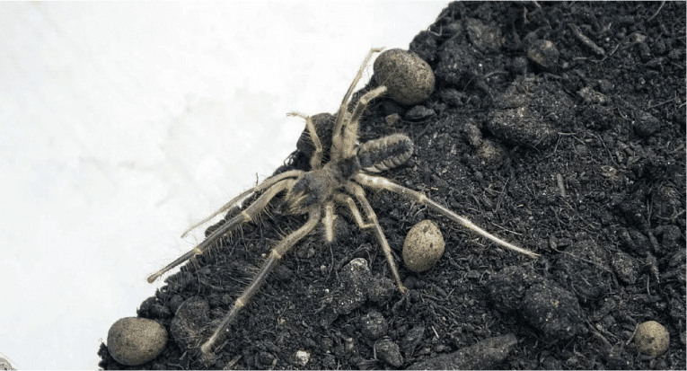 Residential And Commercial Spider Control, Inspection, And Extermination In Mesa