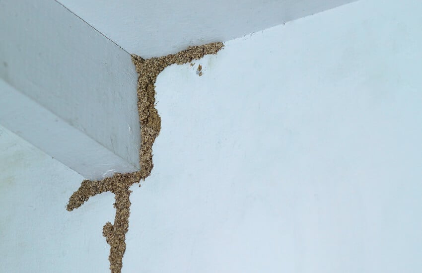 Avoid Termite Damage By Learning What Are The Termite Prone Zones