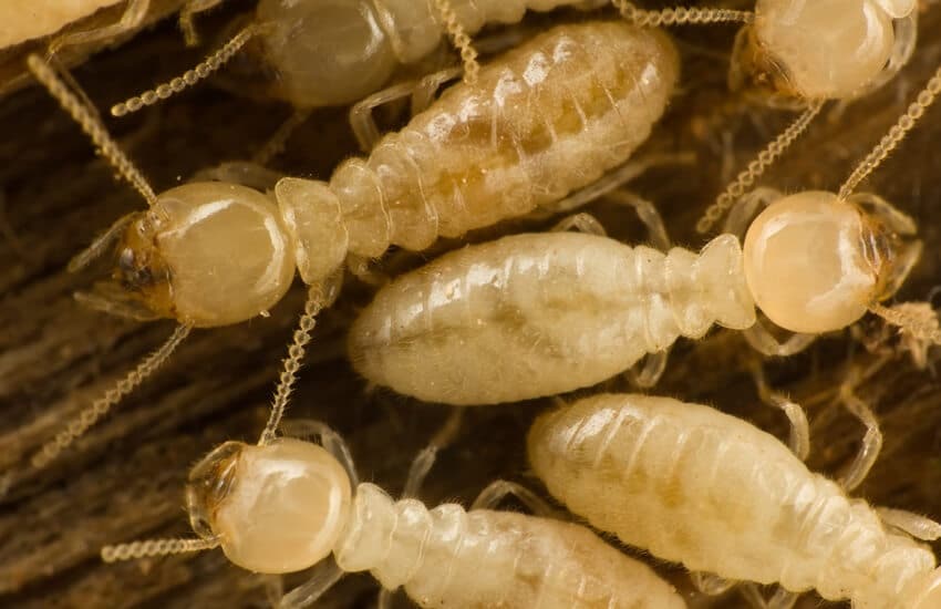 Understand Termite Behavior For Effective Treatment And Extermination