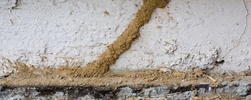 Varsity Termite & Pest Control Offers Residential And Commercial Termite Extermination Services In Paradise Valley