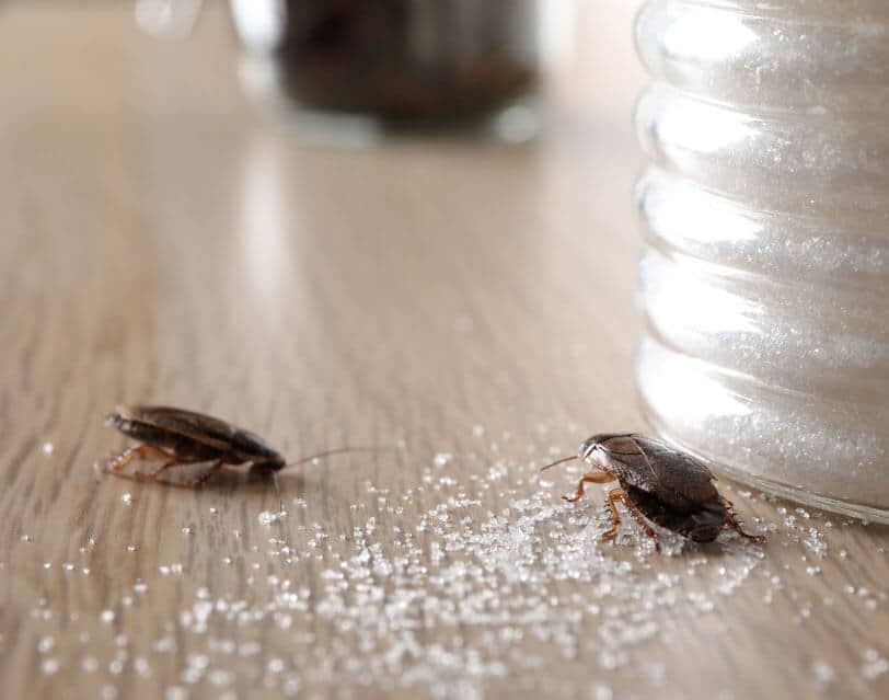 Cockroaches eating spilled sugar on table