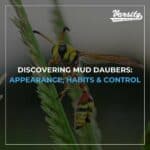 Discovering Mud Daubers: Appearance, Habits & Control